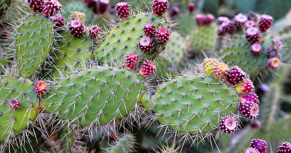 The Desert’s Ultimate Refreshment Drink!